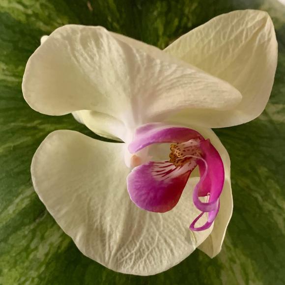 Meet your Posher, Mariaedna - Picture 1 of 1